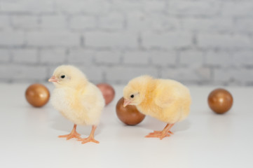Chicks & eggs