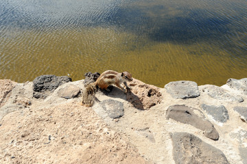 Écureuil de Barbarie (Atlantoxerus getulus), Salinas del Carmen