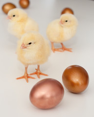 Chicks & eggs