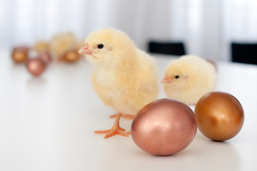 Chicks & eggs