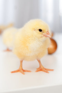 Chicks & eggs