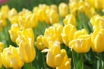 Obraz premium Tulips