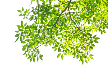 leaf isolated on white background