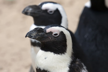 Penguins
