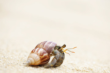 Hermit Crab on a beach