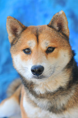 Shiba Inu dog