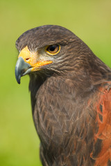 Harris Hawk or Parabuteo unicinctus