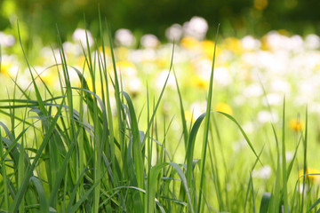 Naturwiese im Frühling