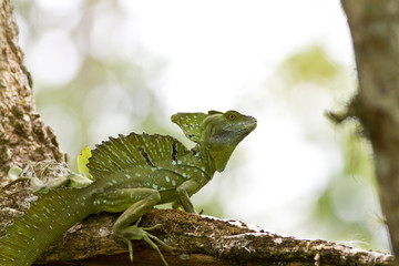 Male Emerald Basilisk