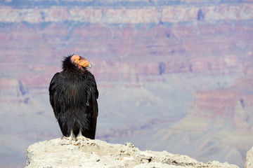 California Condor at Grand Canyon National Park