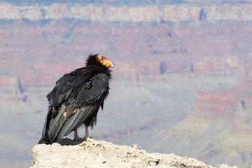 California Condor at Grand Canyon National Park