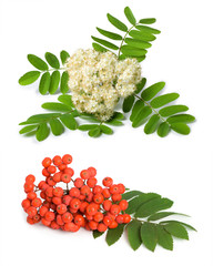 Rowan berry and flowers
