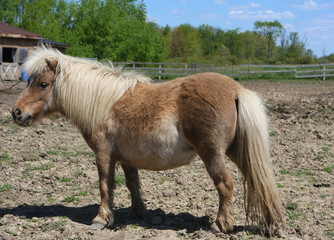 Miniature Horse