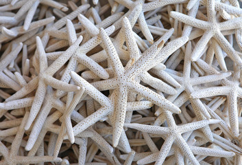 Fototapeta na wymiar white starfish