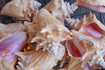conch shells