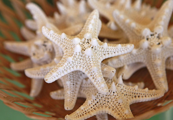 starfish