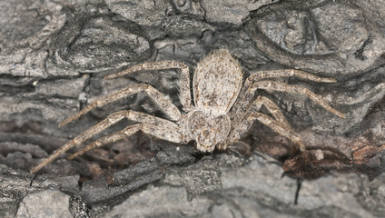 Hunting Spider camouflaged on wood, macro photo
