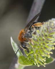 Early mining bee, Andrena haemorrhoa feeding on blooming willow