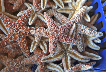 beautiful starfish