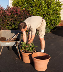 Senior man digging soil in wheelbarrow