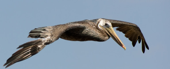 Brown Pelican