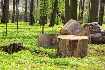 Park in Bolshiye Vyasemy, Moscow region