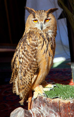 Bubo bubo eagle owl night bird