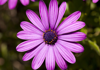 Fototapeta premium Dimorphoteca ecklonis