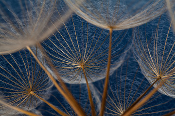 Dandilion seeds against a blue background - 41437394