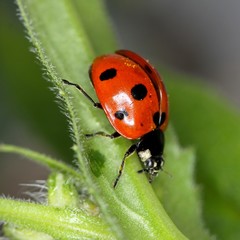 coccinelle
