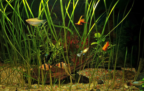 aquarium with many fish