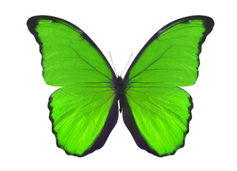 isolated on white green butterfly