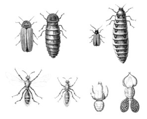Insects - Males & Females