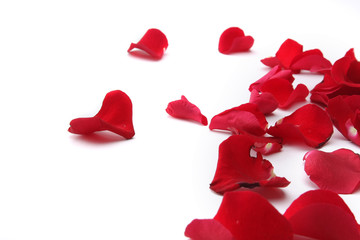 close up of rose petals on white background