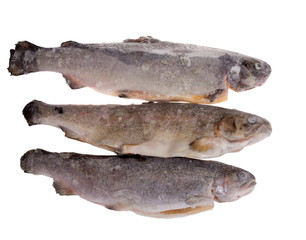 three frozen trouts isolated on white