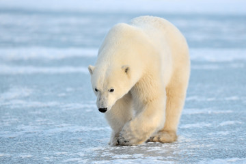 Polar Bear walking on blue ice. © andreanita