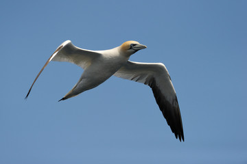 Gannet flying against blue sky