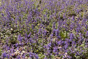 Obraz premium Malacothamnus fasciculatus
