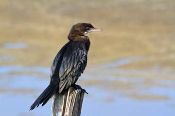 Great Cormorant