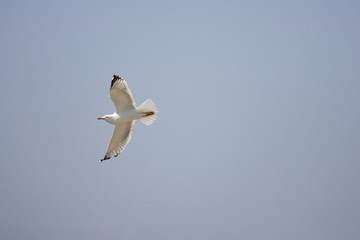 Seagull in flight