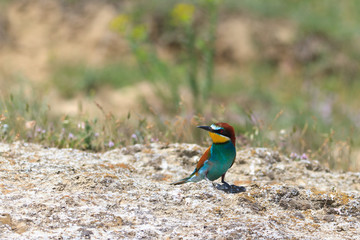 european bee eater