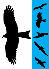 Set of 6 Eagle Vector Illustrations