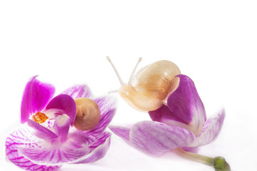 Two snails on the orchid flowers (isolated on white)