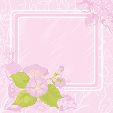 Background With Flowers Ipomoea