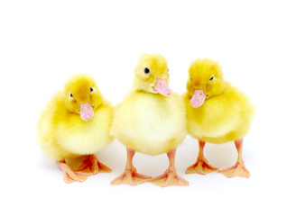 yellow ducks