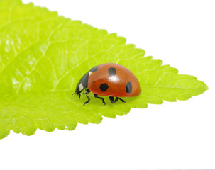 ladybug