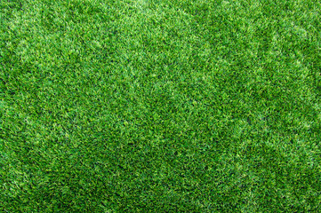 Fototapeta premium Texture green lawn
