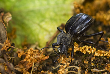 Black beetle