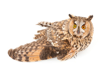 A bird with a broken wing (long-eared owl, Asio otus)