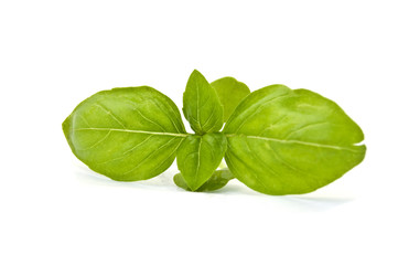 fresh basil on a white background